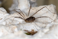Une femelle (Opiliones - Sclerosomatidae - Nelima sp.)